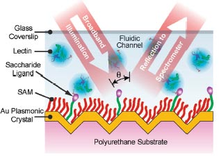 Real-time biosensing