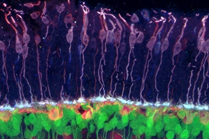 Brain circuits and photoreceptors