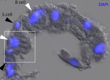 Gut response: nanoparticles in woodlice