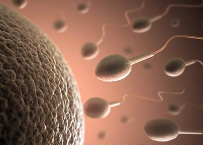 Engender method: Livestock sperm is sorted in a microfluidic chip by a light pulse. 