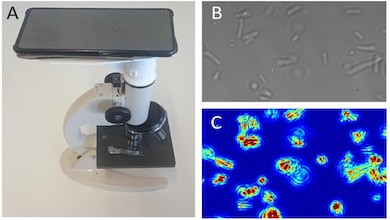 Sudden moves: natural nano-oscillations