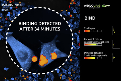 Observing and analyzing T cells attack cancer cells in real time.