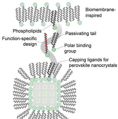 Phospholipids designed at ETH protect the perovskite nanocrystal.