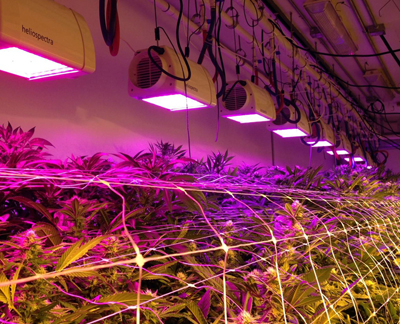 Pinkhouse Blooms, Denver, another cannabis grower, uses Heliospectra’s LED system.