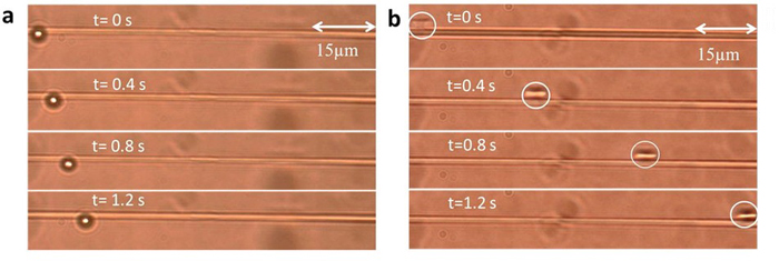 A 3µm polystyrene bead is propelled along a fiber by light in fundamental mode (l) and higher order mode (r).