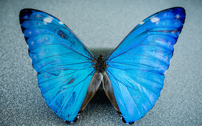 New camera is inspired by the eye of the morpho butterfly. 