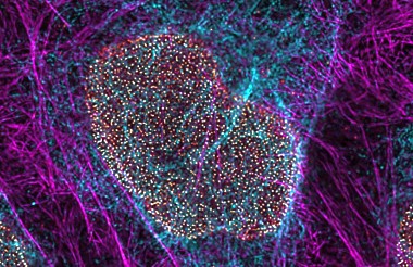 STED for Cell Biology: monitor biological processes