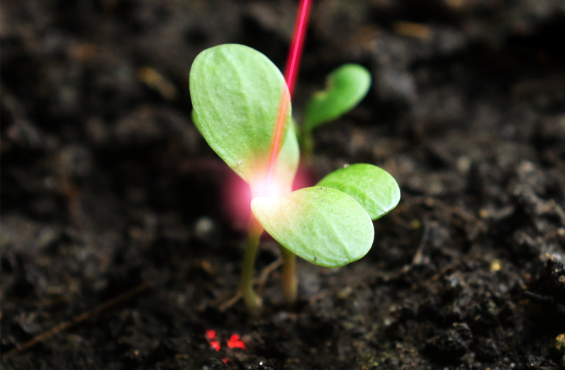 Chemical-free: laser technology for precise weed control.