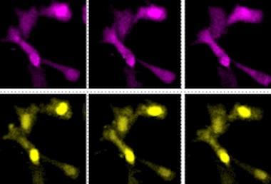 Light show: cell activity