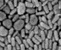 Gold nanorods