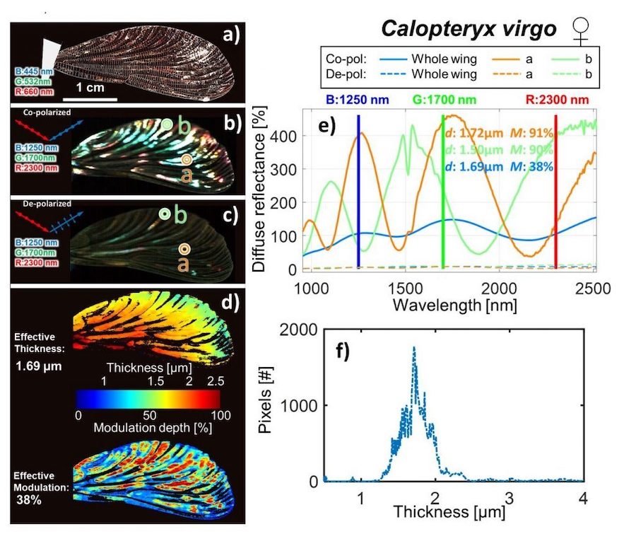 In-flight movement: insect wings