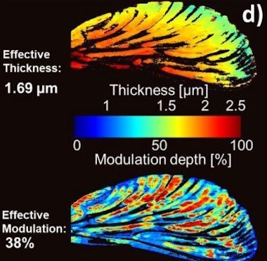 In-flight movement: insect wings