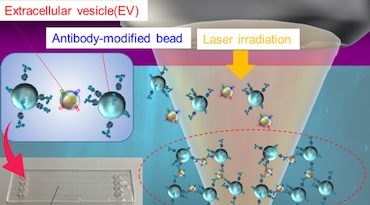 Moved to mingle: EVs and fluorescent probes