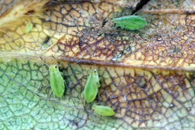 Plant health threat: potato aphids.