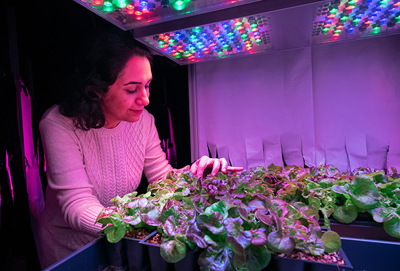 Fatemeh Sheibani examines lettuce plants in a controlled environment chamber. 