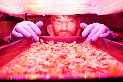 Michael Gildersleeve with lettuces grown under close-canopy LED lights.