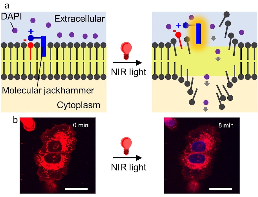 Plasmon at work: molecular jackhammers