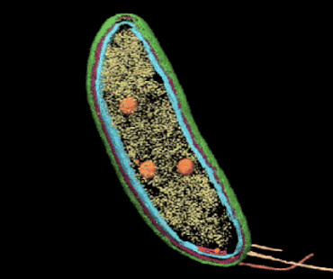 Best of both techniques: proteins revealed