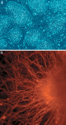 Embryonic stem cells