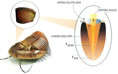 Inspired by the compound eyes of a trilobite.